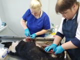 Специалисты Нижнеилимской ветклиники сделали все возможное для спасения лайки, пострадавшей от нападения медведя