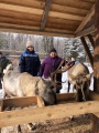 Усть-Удинские ветеринары обследовали северных оленей