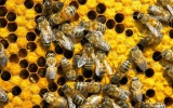 Служба ветеринарии Иркутской области рекомендует пчеловодам региона провести обследование ульев и профилактику болезней пчел заблаговременно