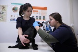 В Иркутске дополнительное образование «Санитар ветеринарный» получили 11 сотрудников станций по борьбе с болезнями животных