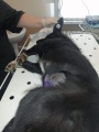В Братске ветеринары провели стерилизацию более 80 собак