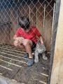 Тайшетские ветеринары помогли спасти детеныша рыси