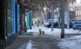 Служба ветеринарии Иркутской области разъяснила порядок выбора исполнителя по отлову и содержанию животных без владельцев   