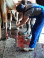 Ветеринары Усольской СББЖ спасли племенную лошадь