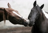 В сельхозхозяйствах Приангарья в этом году проведут более 19 тыс. исследований на трипаносомоз у лошадей