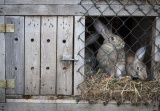 Служба ветеринарии Иркутской области напоминает о необходимости проведения вакцинации кроликов