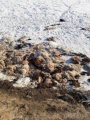 Служба ветеринарии провела проверку информации об обнаружении останков животных вблизи реки Иркут 