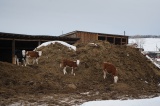 В Иркутской области планируется создать карантинную площадку для передержки сельскохозяйственных животных