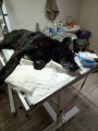 В ветеринарной клинике г. Бодайбо удалили опухоль возрастной собаке