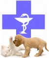 Конкурс посвященный Дню ветеринарного работника "Лучшее поздравление Айболиту"