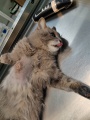 В ветклинике г. Железногорска прооперировали 18-летнюю кошку