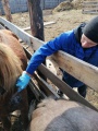 Усть-Удинские ветеринары вылечили коня с рваной раной на груди