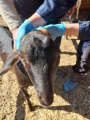 Усть-Илимская ветстанция проводит туберкулинизацию мелкого рогатого скота