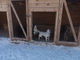 В Иркутской области построят три филиала государственного приюта для бездомных животных 