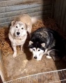 Служба ветеринарии Иркутской области помогла мобилизованному пристроить животных в приют