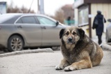 Служба ветеринарии Иркутской области объявила о конкурсе грантов на создание приютов для животных