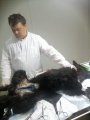 Нижнеудинские ветеринары провели сложнейшую операцию для спасения жизни собаки
