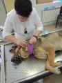 Тулунские ветеринары помогли бездомной собаке