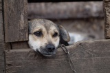 Жителя Качуга осудят за убийство собаки