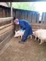 Специалисты Тыретского ветучастка провели вакцинацию свиней и витаминизацию молодняка КРС