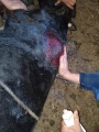 Казачинские ветеринары спасли бычка, на которого напал медведь