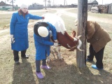 В Приангарье от сибирской язвы провакцинируют около 400 тыс. голов скота