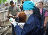 В Приангарье ветеринары проведут около 850 тысяч исследований на инфекционные заболевания 