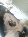 На Нижнеудинской СББЖ прооперировали десятилетнюю собаку