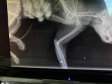 Ангарские ветеринары удалили пулю у кота