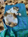 На Юхтинском ветучастке из-за ожирения стерилизовали кошку