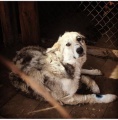 На Качугской станции по борьбе с болезнями животных вылечили бездомную израненную собаку