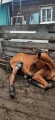 Ветврачи Хомутово спасли раненого коня