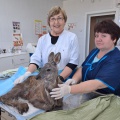Тулунские ветеринары помогли кабарге, пострадавшей от нападения бродячих собак