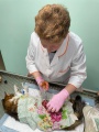 Киренская СББЖ провела очередную акцию по бесплатной стерилизации бездомных животных