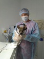Специалисты ветклиники «Саянская» проводят регистрацию и чипирование домашних собак и животных из приюта