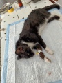 Казачинские ветеринары удалили папилломы у 20-летней кошки