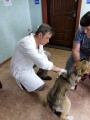 Балаганские ветеринары проводят стерилизацию, регистрацию и чипирование собак
