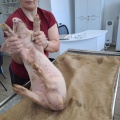 Тулунские ветеринары прооперировали поросенка с паховой грыжей