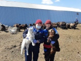 Хомутовские ветеринары обследовали коз на бруцеллез