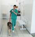 В 2021 году ветеринарная служба Иркутской области проведет 56 плановых проверок в области обращения с животными
