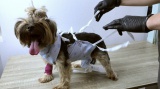 Усольская СББЖ приступила к регистрации и бесплатной стерилизации собак