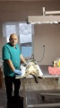 В Бодайбо продолжается акция по стерилизации и чипированию собак