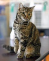 Ветеринары Нижнеилимского филиала выявили патологию во время стерилизации кошки