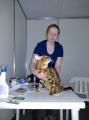 Иркутские ветврачи провели ветконтроль на выставке кошек