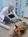 Тулунские ветеринары удалили огромную опухоль у собаки
