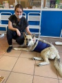 На Иркутской районной СББЖ удалили опухоль у собаки 