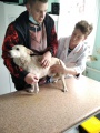 Киренская СББЖ продолжает акцию по бесплатной стерилизации и кастрации собак и кошек
