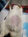 Ветеринары Иркутской районной СББЖ удалили пиометру у кошки больше половины веса животного