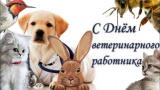 Сотрудники СББЖ получили Благодарственные письма от Ассоциации ветеринарии Иркутской области