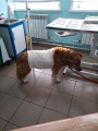 Тулунские ветеринары помогли бездомному псу